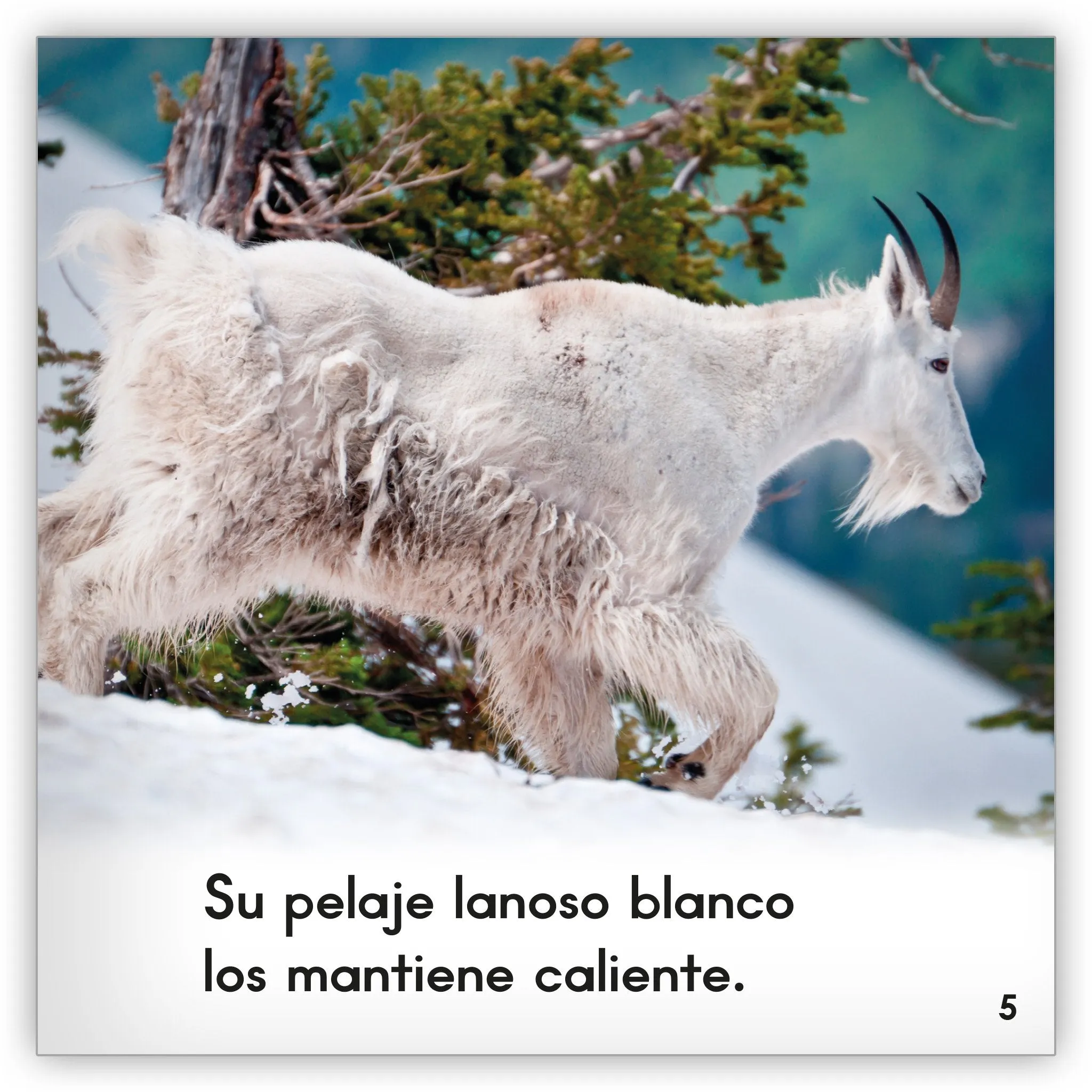 La cabra de montaña