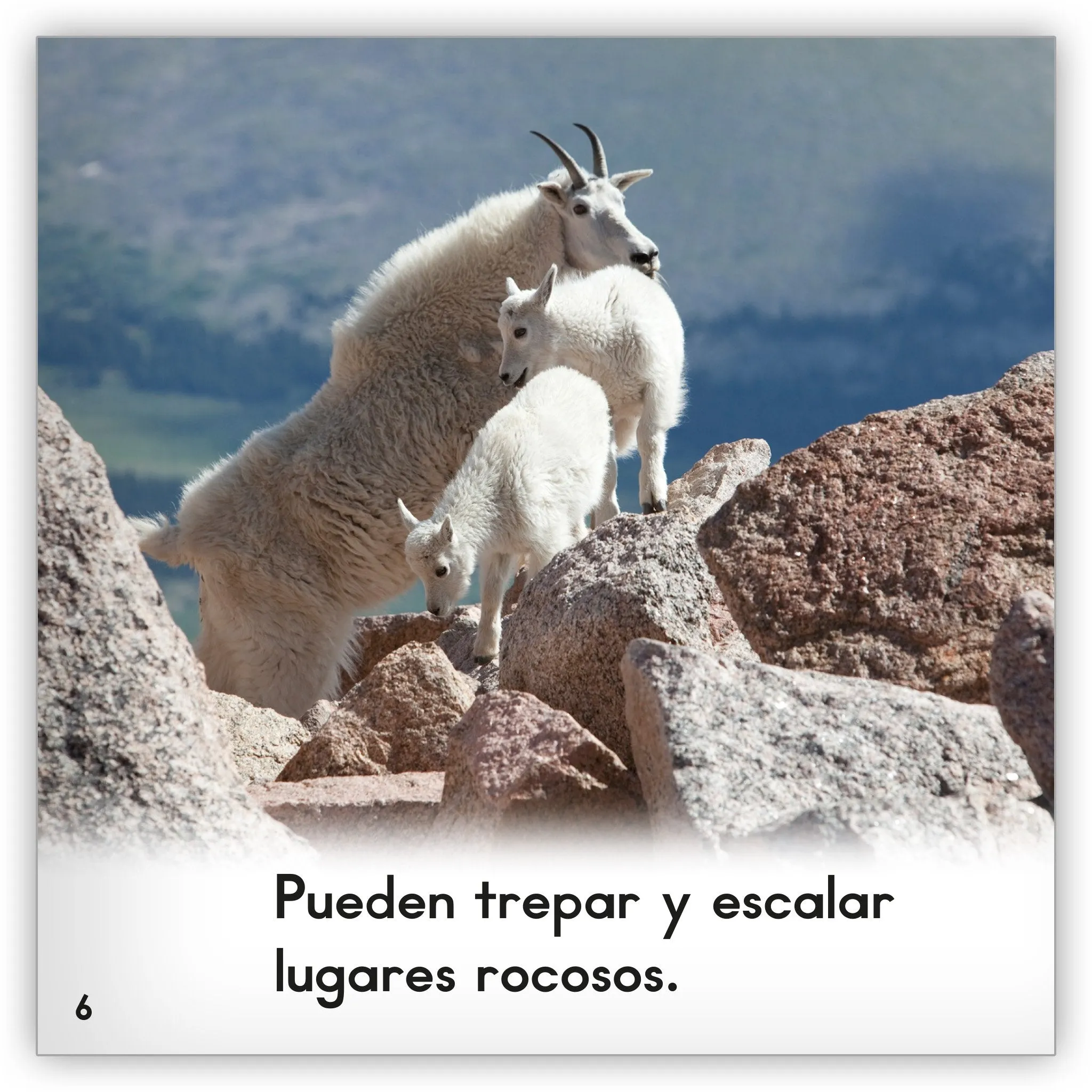 La cabra de montaña